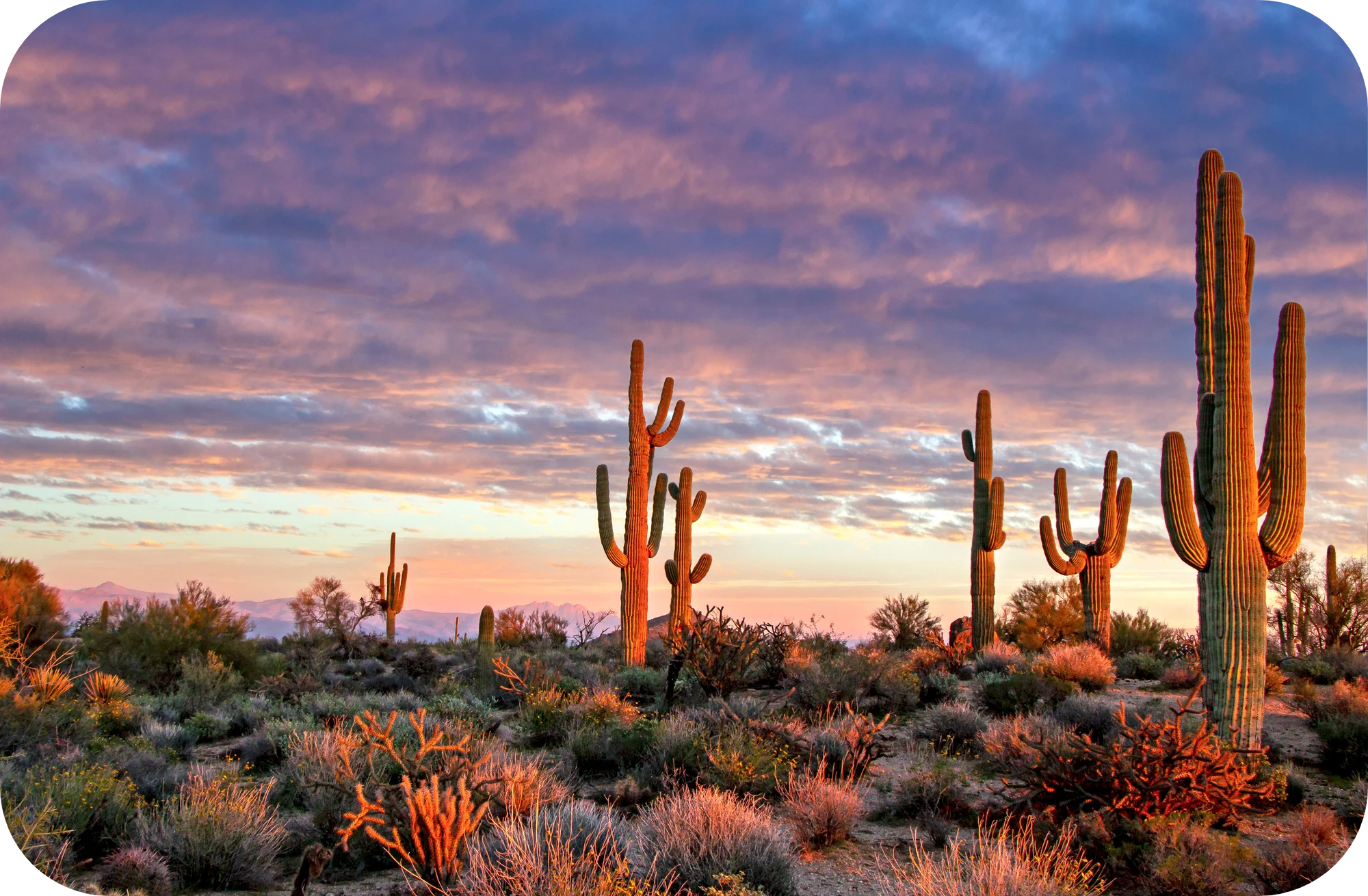 Arizona Dessert-modified
